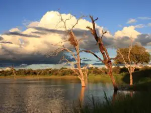 During the rainy season, rivers and waterholes in the Timbavati swell their banks.
