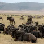 Las manadas residentes de ñus y cebras ofrecen numerosas oportunidades de caza a los grandes felinos del cráter.