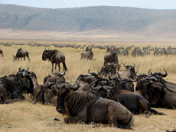 Resident herds of wildebeest & zebra provide plenty of hunting opportunities for the Crater's big cats.