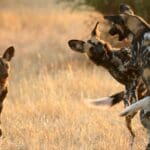 Ruaha is home to plenty of apex predators including lion, cheetah, leopard and wild dog.