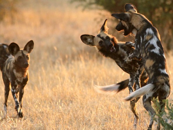 Ruaha is home to plenty of apex predators including lion, cheetah, leopard and wild dog.