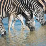 Set at the edge of the Kalahari, Madikwe is a thirstland in the dry winter season & game viewing is excellent.