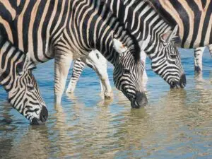 Set at the edge of the Kalahari, Madikwe is a thirstland in the dry winter season & game viewing is excellent.
