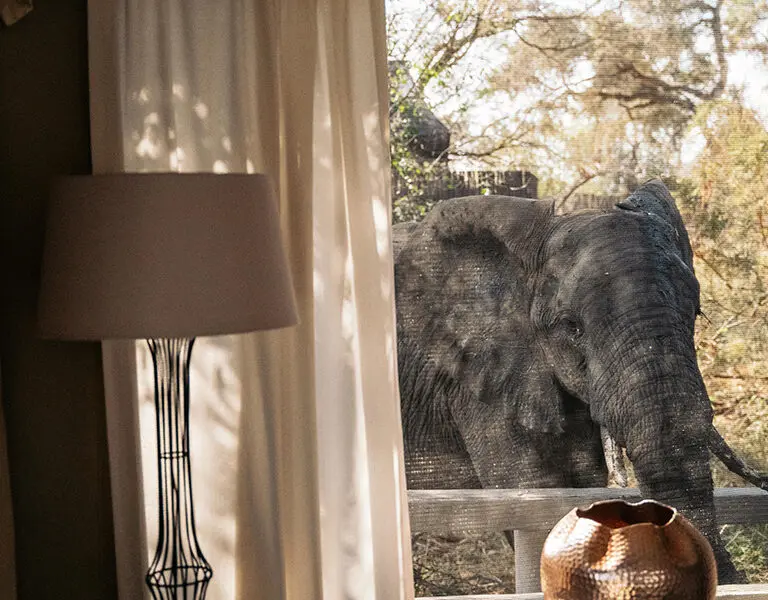Wake up to picturesque views of nature...and elephants | Simbavati RIver Lodge