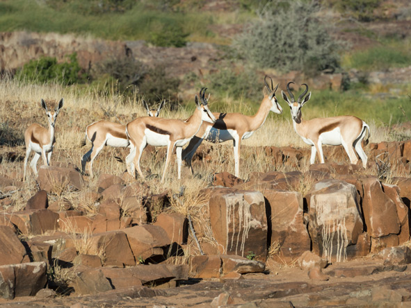 Springbok are well-adapted to the arid conditions of Namibia.

