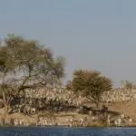 Las lluvias estivales atraen a las praderas del Kalahari a las manadas de cebras migratorias y a sus depredadores, lo que proporciona un excepcional avistamiento de animales.