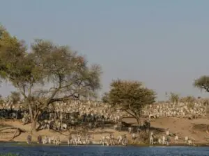 Les pluies d'été amènent les troupeaux de zèbres migrateurs et leurs prédateurs dans les prairies du Kalahari, ce qui permet une observation exceptionnelle du gibier.