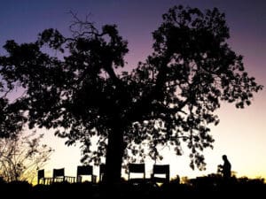 Los safaris por el sur del Luangwa suelen terminar el día con una copa al atardecer bajo un enorme árbol.