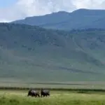 El cráter del Ngorongoro es un entorno de safari verdaderamente único; las escarpadas paredes de la caldera proporcionan una atmósfera de cuenco.