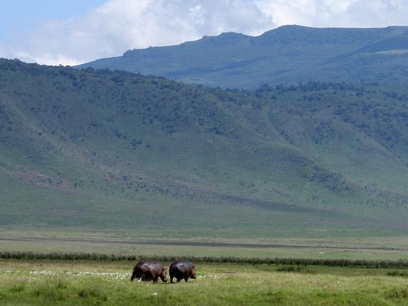 The Ngorongoro Crater is a truly unique safari environment; the steep caldera walls provide a bowl-like atmosphere.