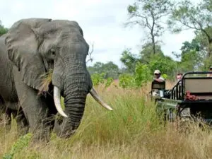 La gran ventaja de hacer un safari en Sabi Sands es que la mayoría de las reservas permiten circular en todoterreno.