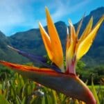 La flora autóctona que se encuentra en Kirstenbosch hace de éste uno de los destinos botánicos más ricos del mundo.