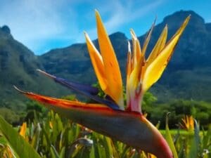 La flora autóctona que se encuentra en Kirstenbosch hace de éste uno de los destinos botánicos más ricos del mundo.