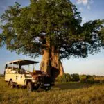 The park has excellent year-round game viewing and in the Green Season you can enjoy the colourful renewal of life.