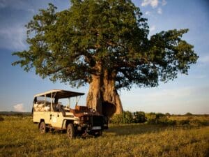 The park has excellent year-round game viewing and in the Green Season you can enjoy the colourful renewal of life.