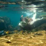 En el lago Malaui hay más especies de peces de agua dulce que en cualquier otro lago del mundo.