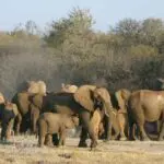 There are several elephant breeding herds in Madikwe, usually seen at a favourite waterhole or dust-bathing site.