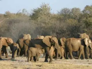There are several elephant breeding herds in Madikwe, usually seen at a favourite waterhole or dust-bathing site.