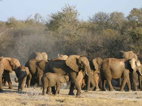 There are several elephant breeding herds in Madikwe, usually seen at a favourite waterhole or dust-bathing site.