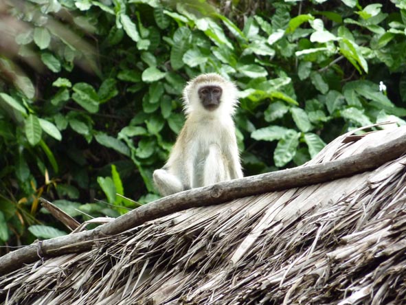 There's more to Zanzibar than just beaches- Jozani Forest Reserve on Pemba Island is famous for its monkeys.