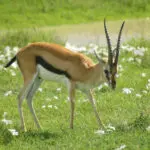 Las gacelas de Thomson son demasiado rápidas para los leones, pero el cráter del Ngorongoro también alberga un felino capaz de atraparlas: el guepardo.