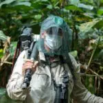 Gorilla trekking in the Congo means closely following an experienced tracker in thick marantaceae forest.
