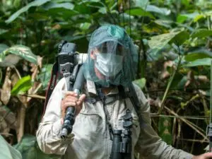 Gorilla trekking in the Congo means closely following an experienced tracker in thick marantaceae forest.
