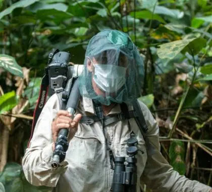 El trekking de gorilas en el Congo implica seguir de cerca a un rastreador experimentado en un espeso bosque de marantaceas.