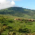 Las aldeas tradicionales masai salpican el paisaje a medida que se acerca al cráter del Ngorongoro.