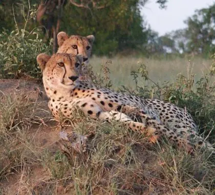 Two cheetah brothers enjoy an elevated view from an anthill, a very common spot for cheetah.