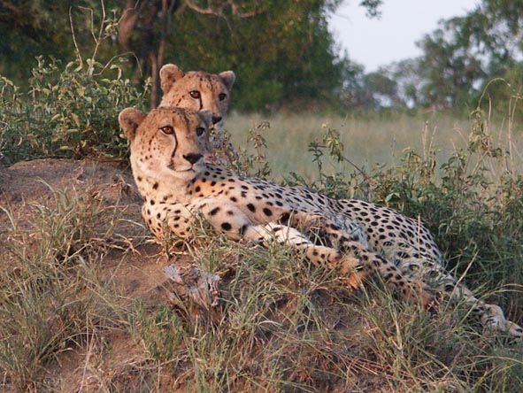 Two cheetah brothers enjoy an elevated view from an anthill, a very common spot for cheetah.