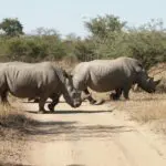 Dos rinocerontes cruzan la carretera en la reserva de caza de Thornybush. Su corpulencia engaña sobre su velocidad y agilidad.
