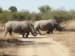 Dos rinocerontes cruzan la carretera en la reserva de caza de Thornybush. Su corpulencia engaña sobre su velocidad y agilidad.