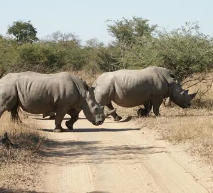 Two rhino bulls cross the road in Thornybush Game Reserve, their bulk deceptive of their speed and agility.