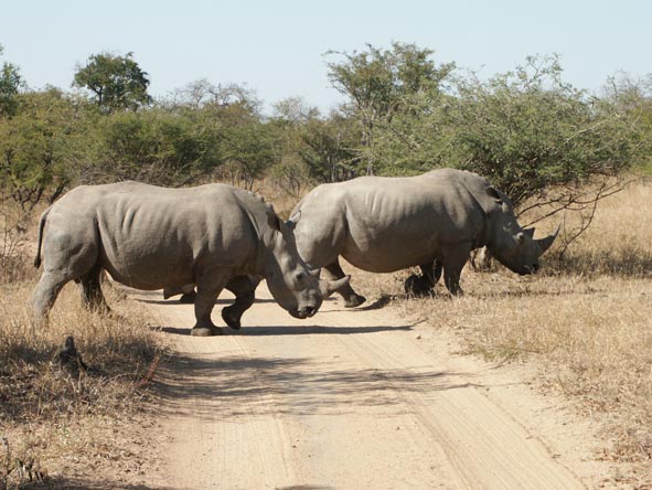 Two rhino bulls cross the road in Thornybush Game Reserve, their bulk deceptive of their speed and agility.