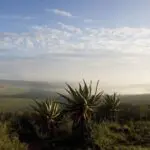 Home to unique flora & spellbinding views, the malaria-free Eastern Cape is a naturalist's delight.
