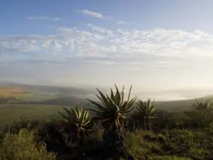 Home to unique flora & spellbinding views, the malaria-free Eastern Cape is a naturalist's delight.
