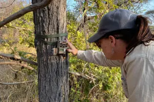 Instalación de cámaras en el campamento de Usangu Expeditions. 