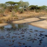 Visite los parques centrales y meridionales de Tanzania en la estación seca para ver asombrosas concentraciones de animales que dependen del agua.