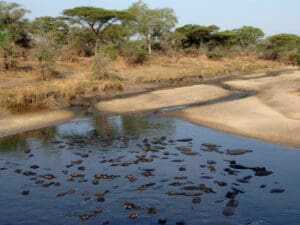 Visite los parques centrales y meridionales de Tanzania en la estación seca para ver asombrosas concentraciones de animales que dependen del agua.