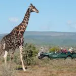 The open rolling landscapes of the Eastern Cape mean great sightings of Africa's most iconic animals.
