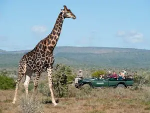 The open rolling landscapes of the Eastern Cape mean great sightings of Africa's most iconic animals.
