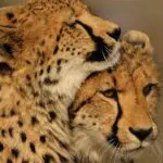 Aunque se considera menos impresionante que un leopardo, los guepardos son, de hecho, más difíciles de ver en Sabi Sands; considérelo un verdadero premio si lo consigue.