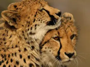Aunque se considera menos impresionante que un leopardo, los guepardos son, de hecho, más difíciles de ver en Sabi Sands; considérelo un verdadero premio si lo consigue.