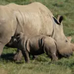 Increasingly rare across Africa, white rhinos are well established in the private reserves of the Eastern Cape.
