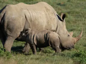 Increasingly rare across Africa, white rhinos are well established in the private reserves of the Eastern Cape.
