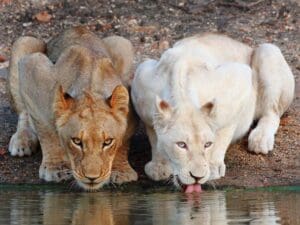 The Timbavati is famous for its healthy population of white lions, who live among their tawny relatives naturally.
