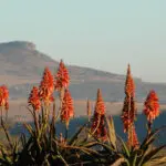 Los aloes de floración invernal añaden un toque de color al suave y soleado clima invernal de KwaZulu-Natal.