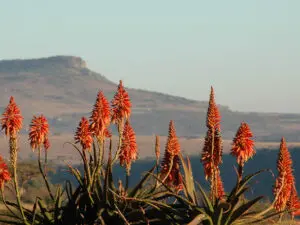 Los aloes de floración invernal añaden un toque de color al suave y soleado clima invernal de KwaZulu-Natal.