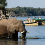 With so many animals at the water's edge, much of the game viewing in the Lower Zambezi is done by boat.